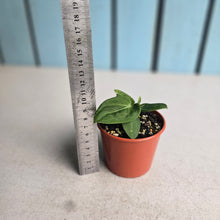 Load image into Gallery viewer, #RB10 Anthurium Villenaorum Seedling