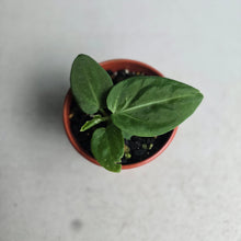 Load image into Gallery viewer, #RB10 Anthurium Villenaorum Seedling
