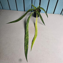 Load image into Gallery viewer, #B106 Variegated Anthurium Vittarifolium