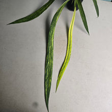Load image into Gallery viewer, #B106 Variegated Anthurium Vittarifolium