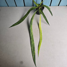Load image into Gallery viewer, #B106 Variegated Anthurium Vittarifolium