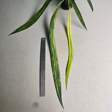 Load image into Gallery viewer, #B106 Variegated Anthurium Vittarifolium