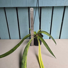 Load image into Gallery viewer, #B106 Variegated Anthurium Vittarifolium