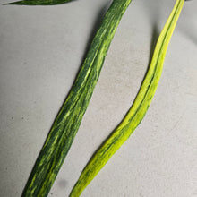 Load image into Gallery viewer, #B106 Variegated Anthurium Vittarifolium