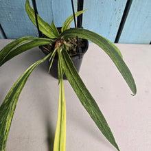 Load image into Gallery viewer, #B106 Variegated Anthurium Vittarifolium