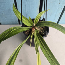 Load image into Gallery viewer, #B106 Variegated Anthurium Vittarifolium
