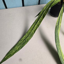 Load image into Gallery viewer, #B106 Variegated Anthurium Vittarifolium