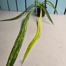 Load image into Gallery viewer, #B106 Variegated Anthurium Vittarifolium