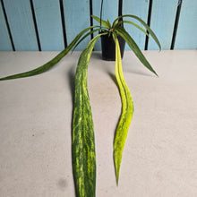 Load image into Gallery viewer, #B106 Variegated Anthurium Vittarifolium