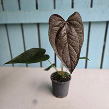 Load image into Gallery viewer, #710 Anthurium Queen of Hearts