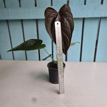 Load image into Gallery viewer, #710 Anthurium Queen of Hearts