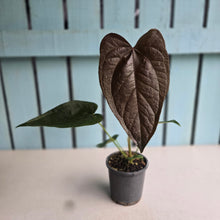 Load image into Gallery viewer, #710 Anthurium Queen of Hearts