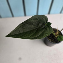 Load image into Gallery viewer, #710 Anthurium Queen of Hearts