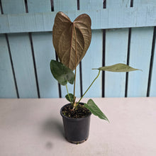 Load image into Gallery viewer, #710 Anthurium Queen of Hearts