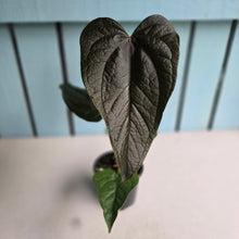 Load image into Gallery viewer, #G33 Anthurium Queen of Hearts