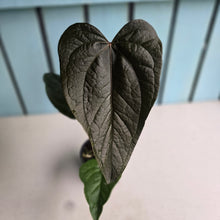 Load image into Gallery viewer, #G33 Anthurium Queen of Hearts