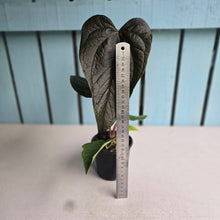 Load image into Gallery viewer, #G33 Anthurium Queen of Hearts