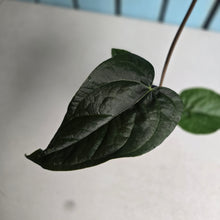 Load image into Gallery viewer, #G33 Anthurium Queen of Hearts