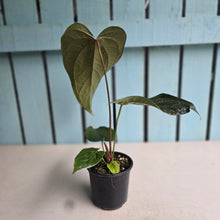 Load image into Gallery viewer, #G33 Anthurium Queen of Hearts