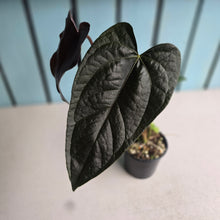 Load image into Gallery viewer, #H71 Anthurium Queen of Hearts