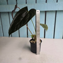 Load image into Gallery viewer, #H71 Anthurium Queen of Hearts
