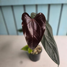 Load image into Gallery viewer, #H71 Anthurium Queen of Hearts