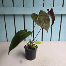 Load image into Gallery viewer, #H71 Anthurium Queen of Hearts