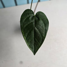 Load image into Gallery viewer, #H71 Anthurium Queen of Hearts