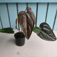 Load image into Gallery viewer, #M94 Two x Headed Anthurium Queen of Hearts