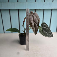 Load image into Gallery viewer, #M94 Two x Headed Anthurium Queen of Hearts