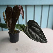 Load image into Gallery viewer, #M94 Two x Headed Anthurium Queen of Hearts