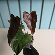 Load image into Gallery viewer, #M94 Two x Headed Anthurium Queen of Hearts