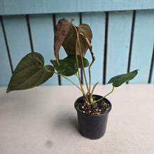Load image into Gallery viewer, #M94 Two x Headed Anthurium Queen of Hearts