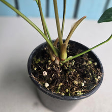 Load image into Gallery viewer, #M94 Two x Headed Anthurium Queen of Hearts