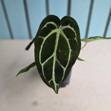 Load image into Gallery viewer, #H16 Anthurium Crystallinum x NOID
