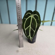 Load image into Gallery viewer, #H16 Anthurium Crystallinum x NOID