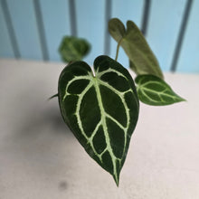 Load image into Gallery viewer, #H16 Anthurium Crystallinum x NOID