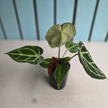 Load image into Gallery viewer, #H16 Anthurium Crystallinum x NOID