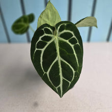 Load image into Gallery viewer, #304 Anthurium Crystallinum x NOID