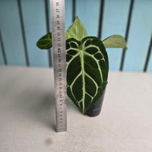 Load image into Gallery viewer, #304 Anthurium Crystallinum x NOID