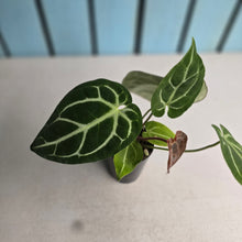 Load image into Gallery viewer, #304 Anthurium Crystallinum x NOID