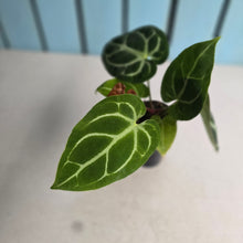 Load image into Gallery viewer, #304 Anthurium Crystallinum x NOID