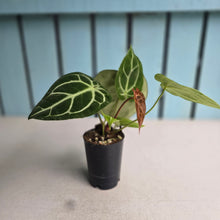 Load image into Gallery viewer, #304 Anthurium Crystallinum x NOID