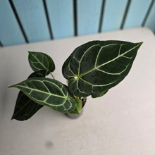 Load image into Gallery viewer, #H75 Anthurium Crystallinum x NOID