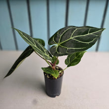 Load image into Gallery viewer, #H75 Anthurium Crystallinum x NOID