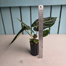 Load image into Gallery viewer, #H75 Anthurium Crystallinum x NOID