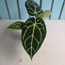 Load image into Gallery viewer, #H75 Anthurium Crystallinum x NOID