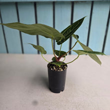 Load image into Gallery viewer, #H75 Anthurium Crystallinum x NOID