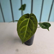 Load image into Gallery viewer, #W18 Anthurium Crystallinum Hope x Velvet Hybrid Round Form