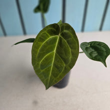 Load image into Gallery viewer, #W18 Anthurium Crystallinum Hope x Velvet Hybrid Round Form